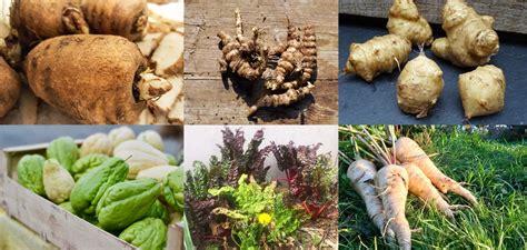 Variétés de légumes anciens des Alpes-Maritimes