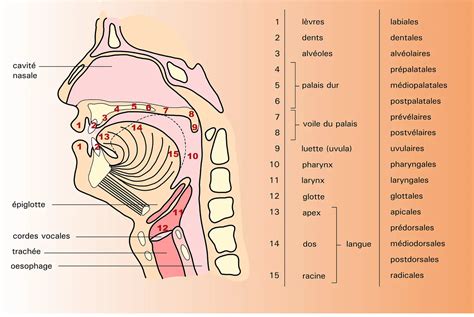 Schéma des organes de la parole