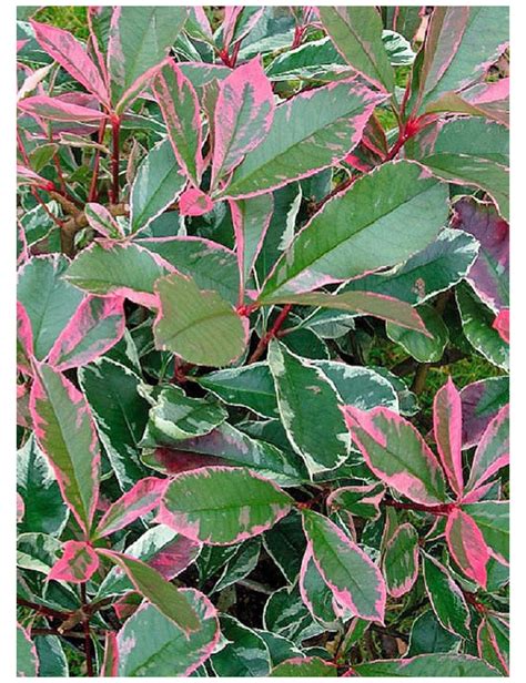 Photinia Pink Marble feuillage