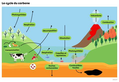 Schéma du cycle du carbone et du compostage