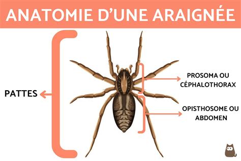 Diagramme comparatif montrant un insecte à 6 pattes et une araignée arachnide à 8 pattes avec des annotations simples
