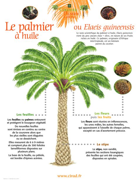 Schéma des différents types de palmier à huile