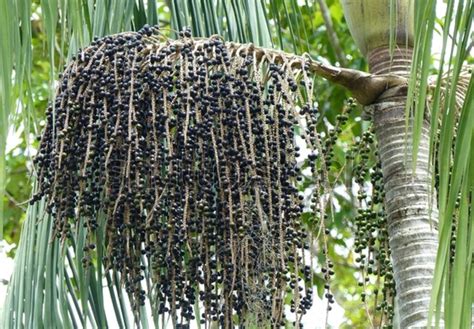 Photo de grappes d'açaï sur un palmier