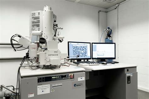 Microscope électronique à balayage montrant des structures fongiques