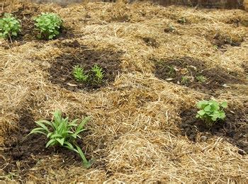 Paillage au pied d'une plante en hiver