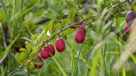 Prunier d'Afrique dans son environnement naturel