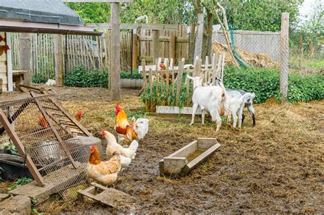 poules et chèvres dans un jardin urbain