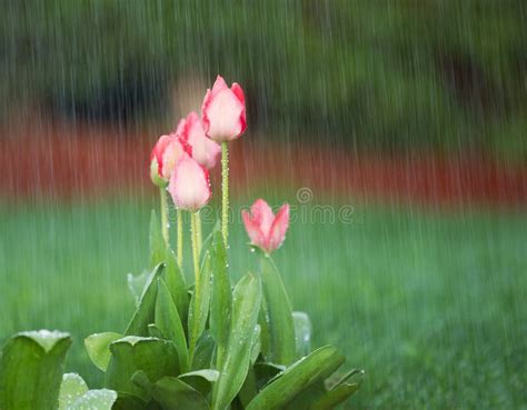 fleurs printanières sous la pluie