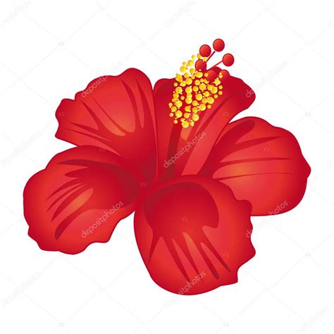 Illustration d'une fleur d'hibiscus rouge vif