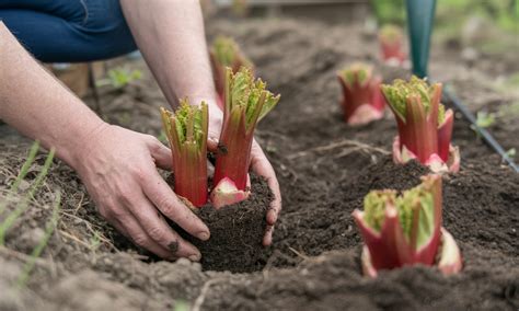 Illustration montrant l'espacement recommandé entre les plants de rhubarbe