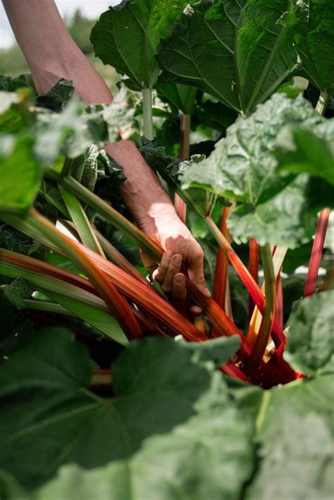 Photo d'une main récoltant une tige de rhubarbe en la tordant à la base