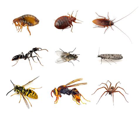 Insectes nuisibles du chanvre