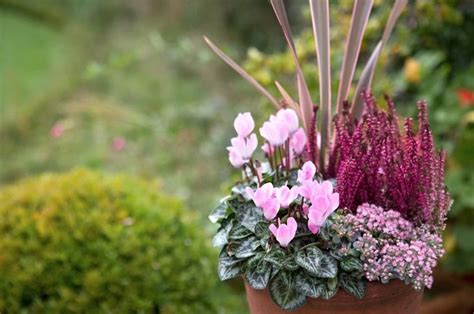 Composition de jardinière avec bruyère et hellébore