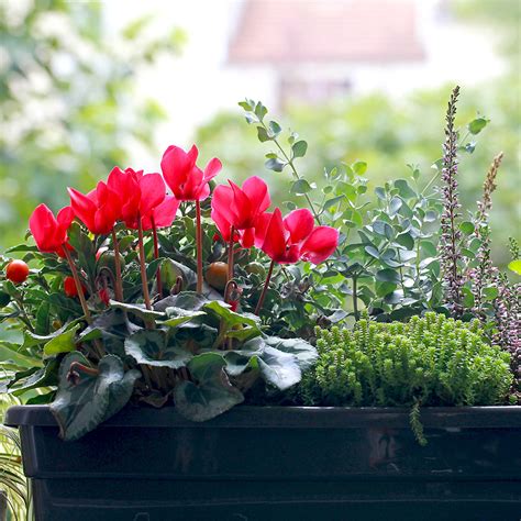 Jardinière d'automne avec pensées et heuchères