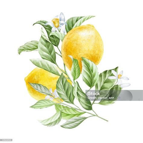 Illustration botanique d'un citronnier avec ses feuilles persistantes et ses fruits jaunes