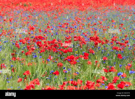 Champ de coquelicots et de bleuets