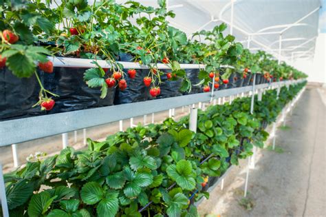 Plantation de fraises en serre verticale