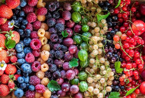 Variétés de petits fruits pour serres