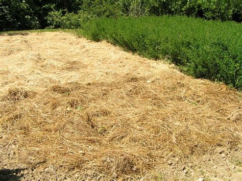 Exemple de potager avec paillage de paille