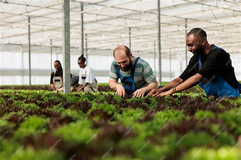 Ouvriers agricoles travaillant dans des serres