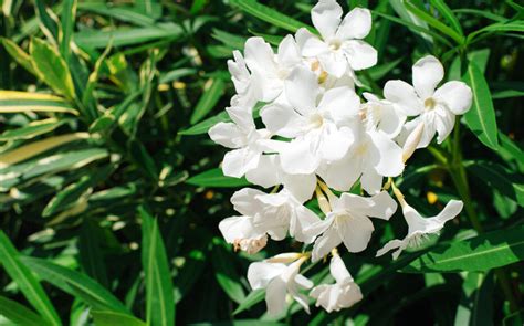 Laurier-rose blanc en massif dans un jardin méditerranéen