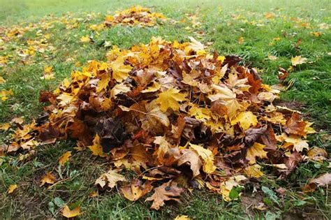 tas de feuilles mortes dans un jardin