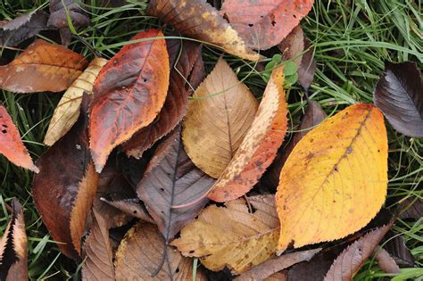 feuilles mortes broyées en paillis autour de plantes