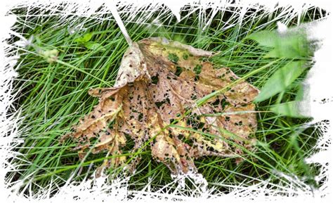 sac de leaf mold en décomposition