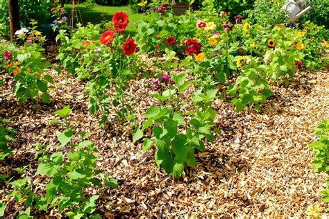 Exemple de paillage dans un jardin
