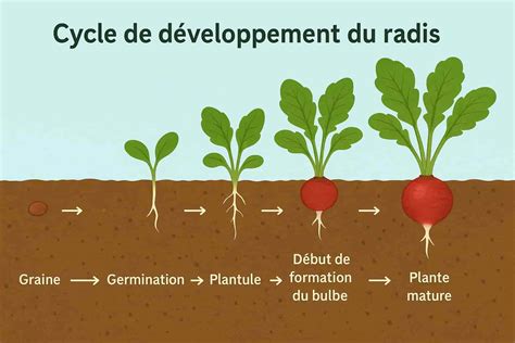 Cycle de vie des radis oléagineux comme engrais vert