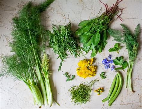 plantes sauvages et cultivées potager
