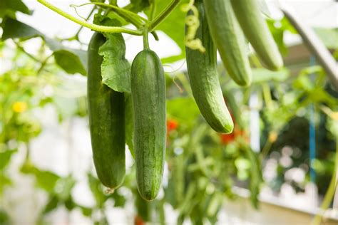 Champ de concombres ensoleillé
