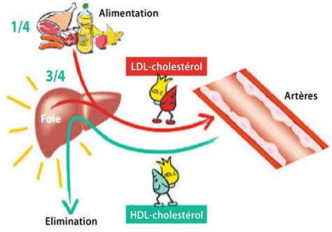 Schéma illustrant le rôle du cholestérol LDL dans les artères