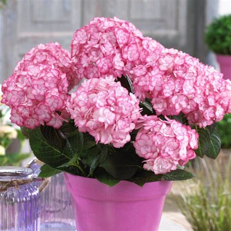 Gros plan sur les fleurs doubles et bicolores de l'Hortensia Miss Saori
