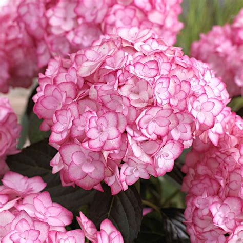 Hortensia Miss Saori en pot sur une terrasse