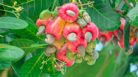 Arbre de l'anacardier avec ses fruits