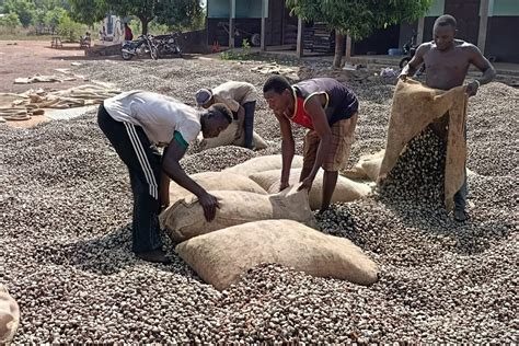 Ouvrières décortiquant des noix de cajou