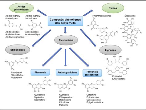 Diagramme montrant la concentration de composés phénoliques dans différents fruits à coque