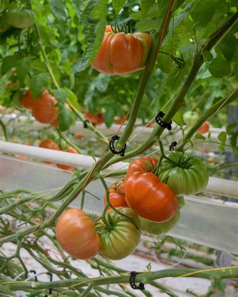 Photographie de tomates mûrissant sous le soleil estival