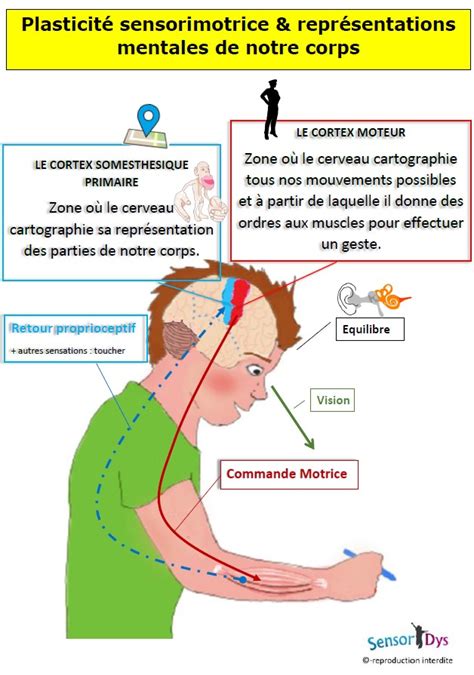 Schéma conceptuel illustrant le lien entre le jeu, l'apprentissage et la plasticité cérébrale à travers les âges.