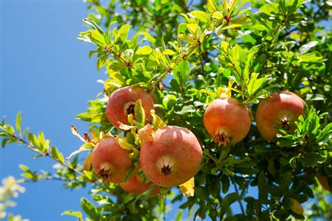 Phases de floraison et fructification du grenadier