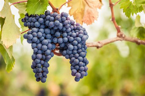 Grappes de Pinot Noir mûres