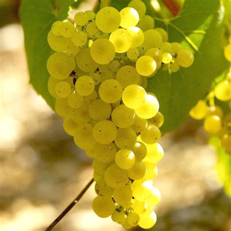 Grappes de Chardonnay