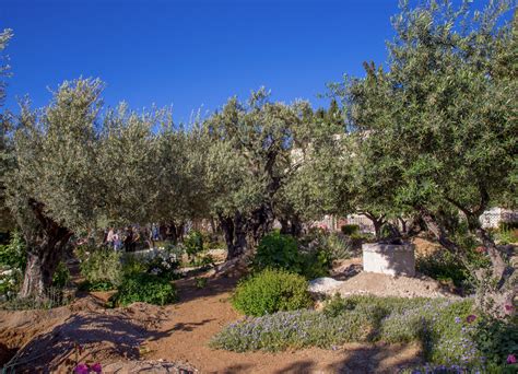 Schéma symbolique des trois jardins bibliques : Éden, Gethsémani et la Résurrection