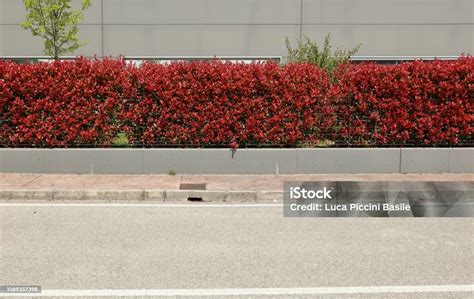 Haie d'hibiscus rouges, bord de route