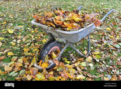 Photo d'ambiance montrant un enfant remplissant sa brouette de feuilles mortes en automne.