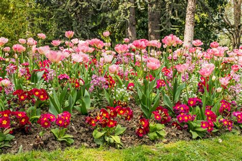 Vue d'un jardin avec des massifs de fleurs à bulbes colorés