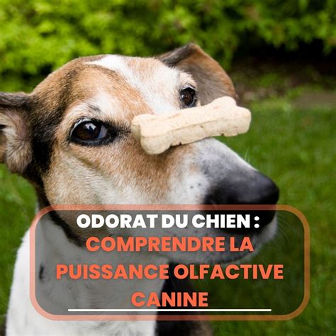 Schéma de l'odorat d'un chien comparé à celui d'un humain