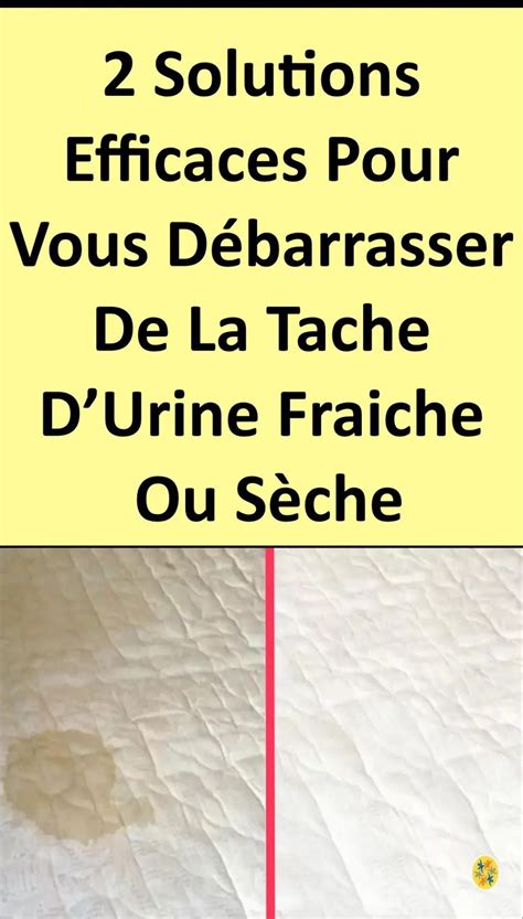 Infographie sur les méthodes de nettoyage des taches d'urine