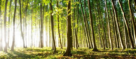 Forêt gérée durablement